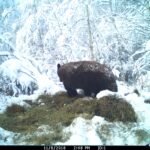 sask-black-bear-hunts-2019-27