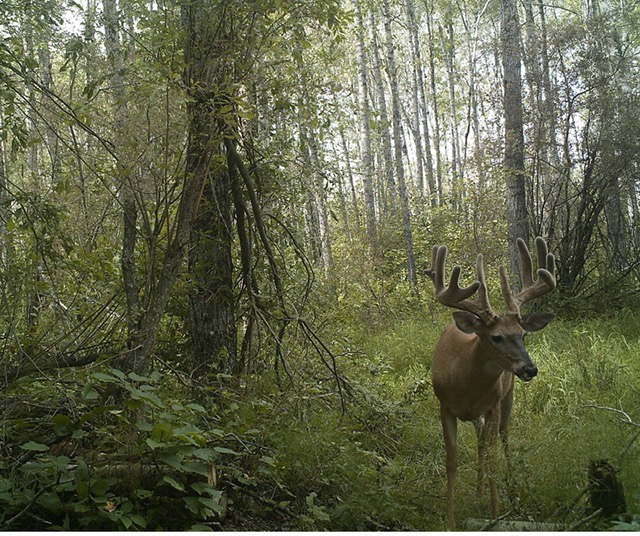 saskatchewan whitetail deer on trail cam