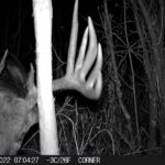 sk-whitetail-trailcams-oco-2022-001