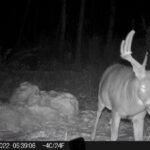sk-whitetail-trailcams-oco-2022-005