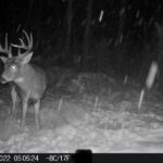 sk-whitetail-trailcams-oco-2022-008