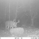 sk-whitetail-trailcams-oco-2022-010
