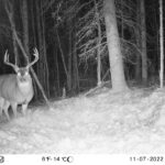 sk-whitetail-trailcams-oco-2022-011