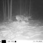 sk-whitetail-trailcams-oco-2022-021