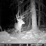 sk-whitetail-trailcams-oco-2022-028