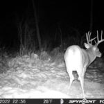 sk-whitetail-trailcams-oco-2022-032