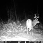 sk-whitetail-trailcams-oco-2022-033