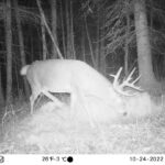 sk-whitetail-trailcams-oco-2022-040